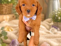 Roberta, a female Miniature Goldendoodle for sale in Dunnville, KY – 4 of 4