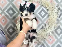 Indie, a female Bernedoodle for sale in Dunnville, KY – 2 of 4