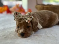 Rain Bow, a female Miniature Goldendoodle for sale in Dunnville, KY – 3 of 4
