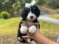 Ivanna, a female Bernedoodle for sale in Dunnville, KY – 4 of 4