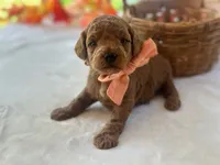 Reggie, a male Miniature Goldendoodle for sale in Dunnville, KY – 4 of 4