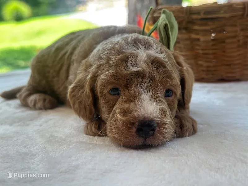 Robin Hood – Miniature Goldendoodle puppy for sale in Dunnville, KY