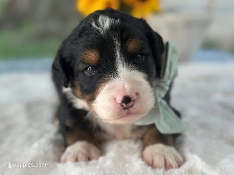 Lennox – Bernedoodle puppy for sale in Dunnville, KY