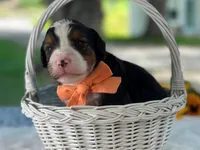 Laker, a  Bernedoodle for sale in Dunnville, KY – 2 of 4