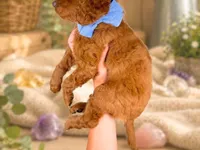 Rafael, a male Miniature Goldendoodle for sale in Dunnville, KY – 3 of 4