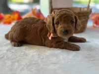Razzle, a male Goldendoodle for sale in Dunnville, KY – 2 of 4