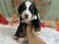 Illinois, a male Bernedoodle for sale in Dunnville, KY – 2 of 4