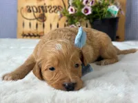Weston, a male Goldendoodle for sale in Dunnville, KY – 2 of 4