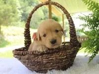 Katalina, a female Golden Retriever for sale in Dunnville, KY – 3 of 4