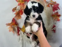 Ivanna, a female Bernedoodle for sale in Dunnville, KY – 3 of 4