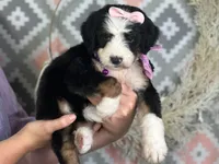 Ingrid, a female Bernedoodle for sale in Dunnville, KY – 4 of 4