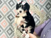 Indie, a female Bernedoodle for sale in Dunnville, KY – 4 of 4