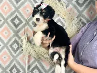 Indie, a female Bernedoodle for sale in Dunnville, KY – 3 of 4