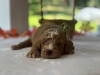 Robin Hood, a male Miniature Goldendoodle for sale in Dunnville, KY – 4 of 4