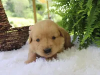 Katalina, a female Golden Retriever for sale in Dunnville, KY – 2 of 4