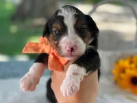 Laker, a  Bernedoodle for sale in Dunnville, KY – 3 of 4