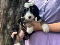 Ivanna, a female Bernedoodle for sale in Dunnville, KY – 2 of 4