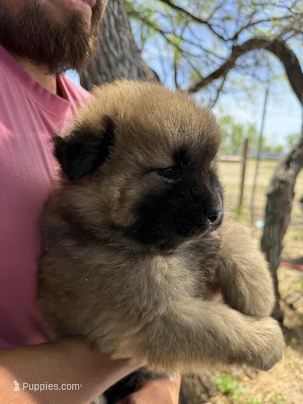 None  – Chow Chow puppy for sale in San Antonio, TX