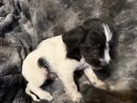 processed/a28d9403-4b3a-4abd-8762-c2bc2523f18b/listing/e9d4fd5e-5e75-4674-b0d8-9fc1c31b0c7b/939443ae-3b15-4523-9b97-4a607fd0b128