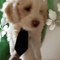 Chestnut, a male Maltipoo for sale in Stoughton, MA – Photo 2 of 2