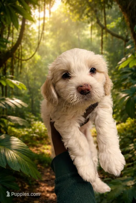 Chestnut – Maltipoo puppy for sale in Stoughton, MA