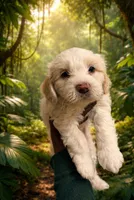 Chestnut, a male Maltipoo for sale in Stoughton, MA – Photo 1 of 2