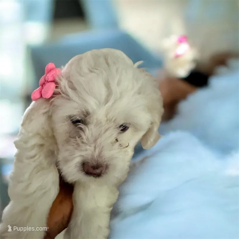 Chanel – Maltipoo puppy for sale in Stoughton, MA