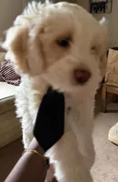 Cora, a female Maltipoo for sale in Stoughton, MA – Photo 2 of 3