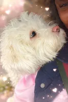 Cora, a female Maltipoo for sale in Stoughton, MA – Photo 3 of 3