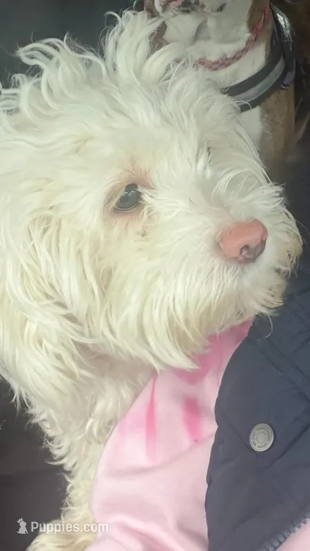 Cora – Maltipoo puppy for sale in Stoughton, MA