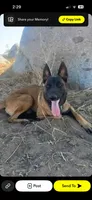 Buyer gets to name !, a male Belgian Malinois for sale in Murrieta, CA – 4 of 7