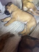 Buyer gets to name !, a male Belgian Malinois for sale in Murrieta, CA – 2 of 7