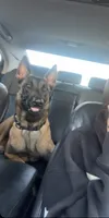 Buyer gets to name !, a male Belgian Malinois for sale in Murrieta, CA – 6 of 7