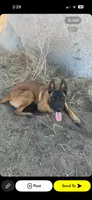 Buyer gets to name !, a male Belgian Malinois for sale in Murrieta, CA – 5 of 7