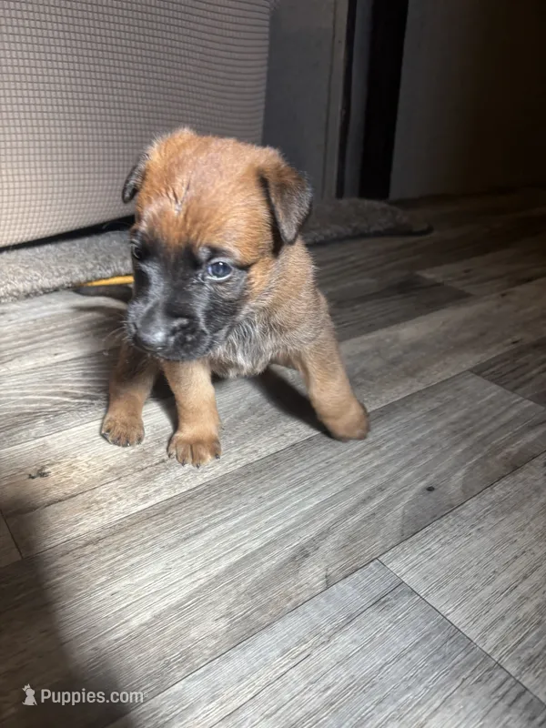 Buyer gets to name ! – Belgian Malinois puppy for sale in Murrieta, CA