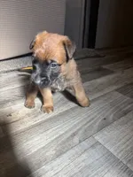 Buyer gets to name !, a male Belgian Malinois for sale in Murrieta, CA – 1 of 1