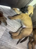 Buyer gets to name !, a male Belgian Malinois for sale in Murrieta, CA – 3 of 7