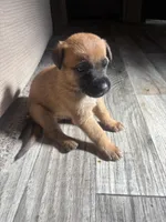 Buyer gets to name !, a male Belgian Malinois for sale in Murrieta, CA – 7 of 7
