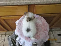 Trouble, a male Maltese and Morkie for sale in Poplar Bluff, MO – 5 of 5