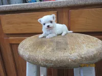 Casper, a male Maltese for sale in Poplar Bluff, MO – 1 of 5