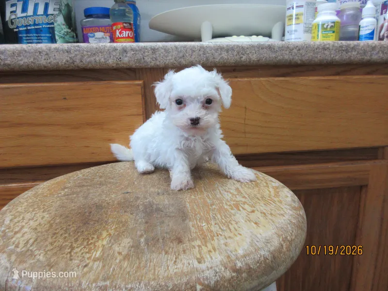 Cotton – Havapoo puppy for sale in Poplar Bluff, MO