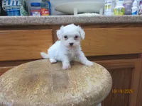 Cotton, a male Havapoo for sale in Poplar Bluff, MO – 1 of 5