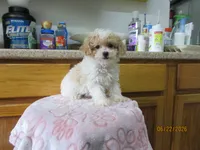 Buddy, a male Poodle - Toy  for sale in Poplar Bluff, MO – 2 of 5