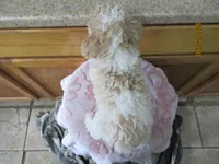 Buddy, a male Poodle - Toy  for sale in Poplar Bluff, MO – 5 of 5