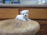 Casper, a male Maltese for sale in Poplar Bluff, MO – 2 of 5
