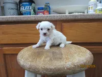 Booger, a male Havapoo for sale in Poplar Bluff, MO – 2 of 5
