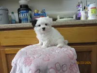 Wendy, a female Havamalt for sale in Poplar Bluff, MO – 2 of 5