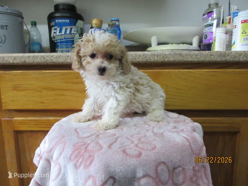 Buddy – Poodle - Toy  puppy for sale in Poplar Bluff, MO