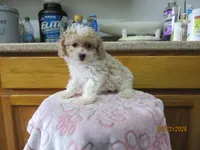Buddy, a male Poodle - Toy  for sale in Poplar Bluff, MO – 1 of 5