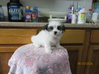 Booger, a male Havamalt for sale in Poplar Bluff, MO – 3 of 5